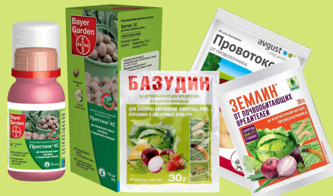 Как избавиться от майского жука или хруща: способы и препараты