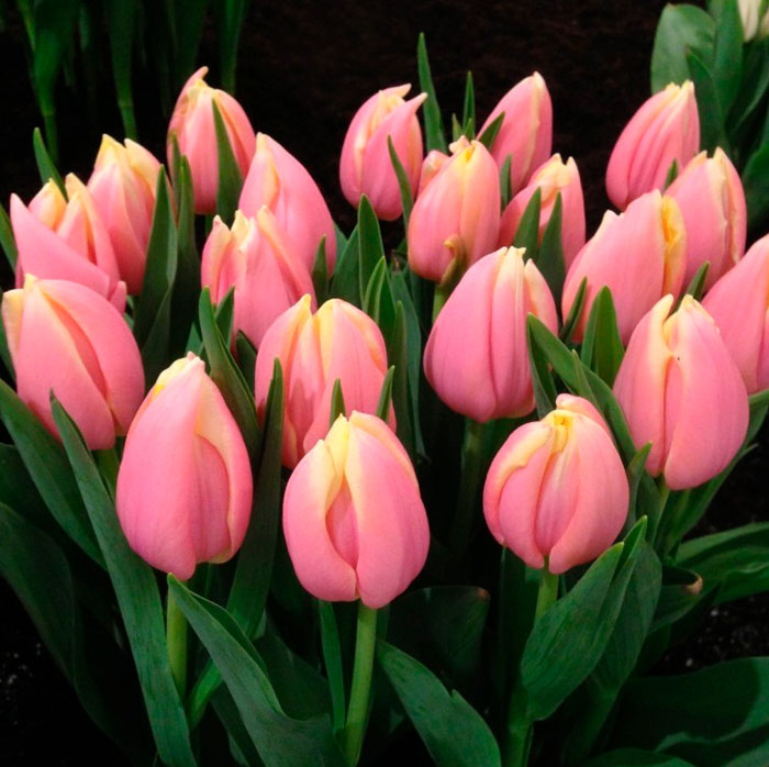 Когда и как сажать тюльпаны - выгонка к 8 марта