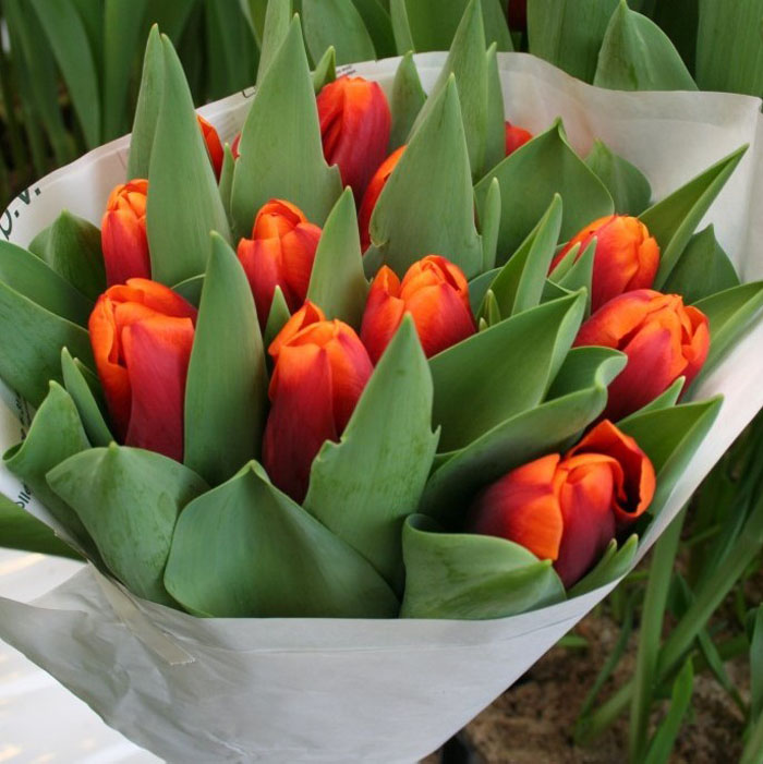 Когда и как сажать тюльпаны - выгонка к 8 марта