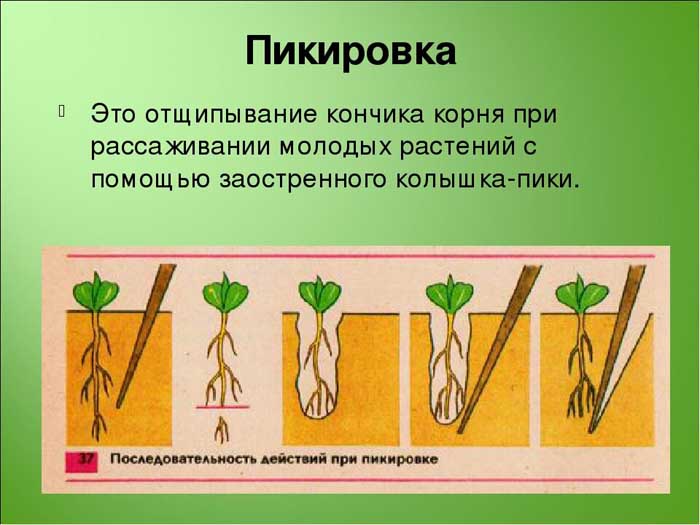 Можно ли выращивать петунию в горшке как комнатное растение