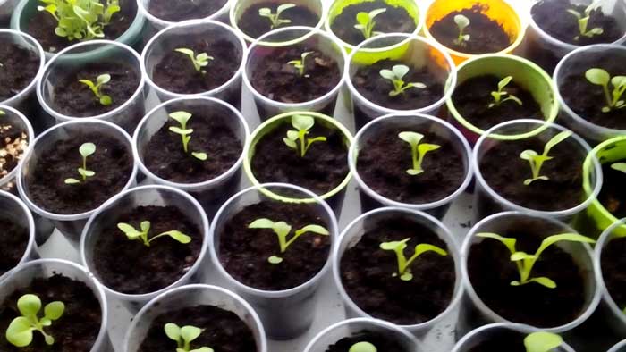 Можно ли выращивать петунию в горшке как комнатное растение