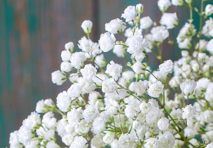 Растения с мелкими цветками: описание с фото лучших цветов | Огородникам  Инфо