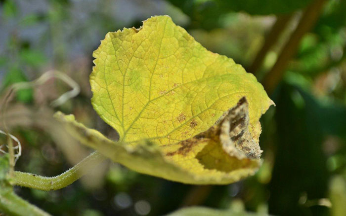 Сохнут листья у огурцов: почему и что делать? Как спасти урожай