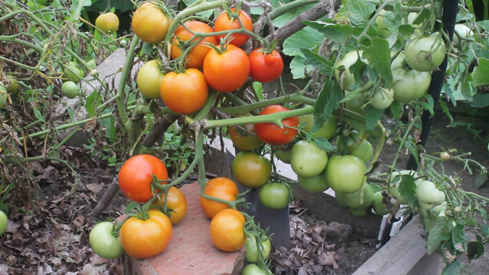 сорта томатов для засолки и консервирования