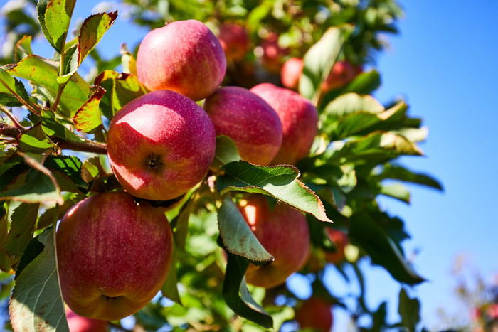 Сорта яблонь — список с описанием и фото