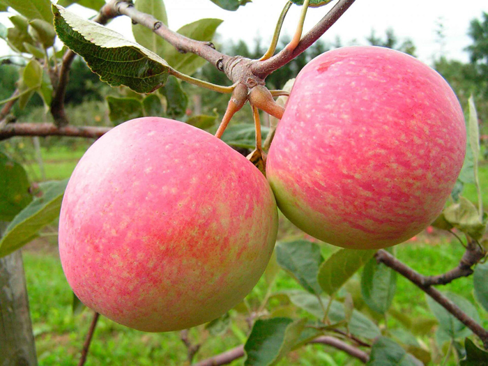 Сорта яблонь — список с описанием и фото