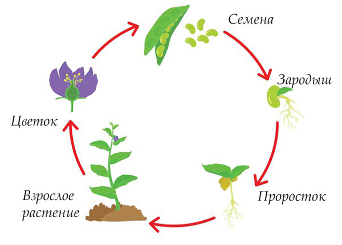 Определите последовательность развития растения. Стадии жизненного цикла растений схема. Жизненный цикл растения четыре этапа. Цикл развития растений схема. Циклы развития растений.
