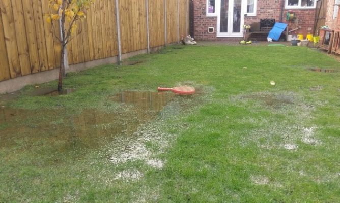 Как избавиться от мха: ТОП-7 средств от мха на газоне и участке