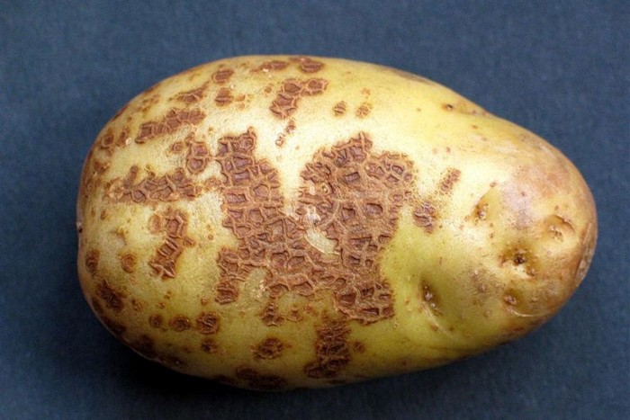 болезни картофеля