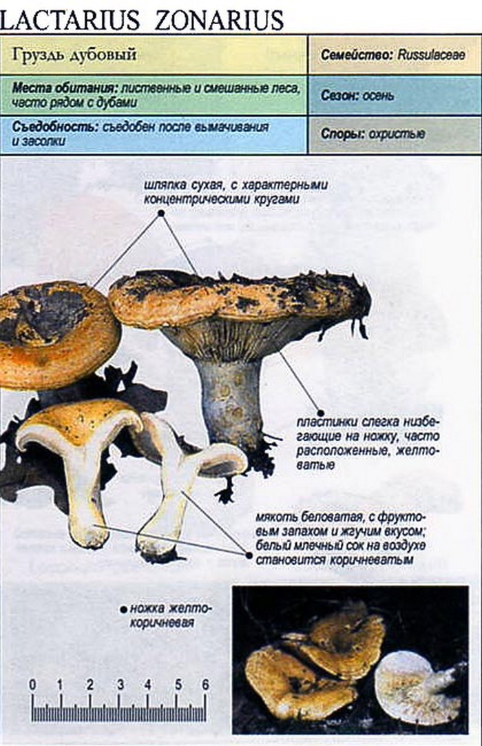 Грузди Фото Съедобные Как Отличить