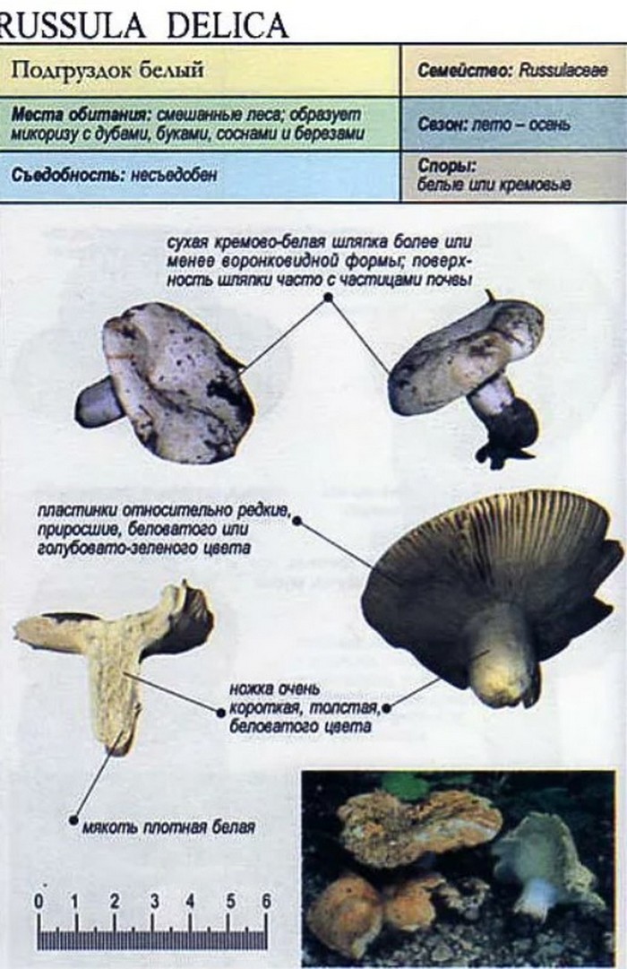 Грузди Фото Съедобные Как Отличить