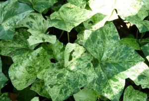 Плющ: описание, виды, особенности выращивания