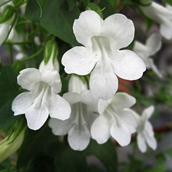 Лофос цветок фото и описание выращивание и уход
