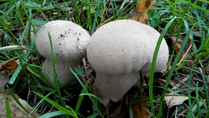 грибы дождевики