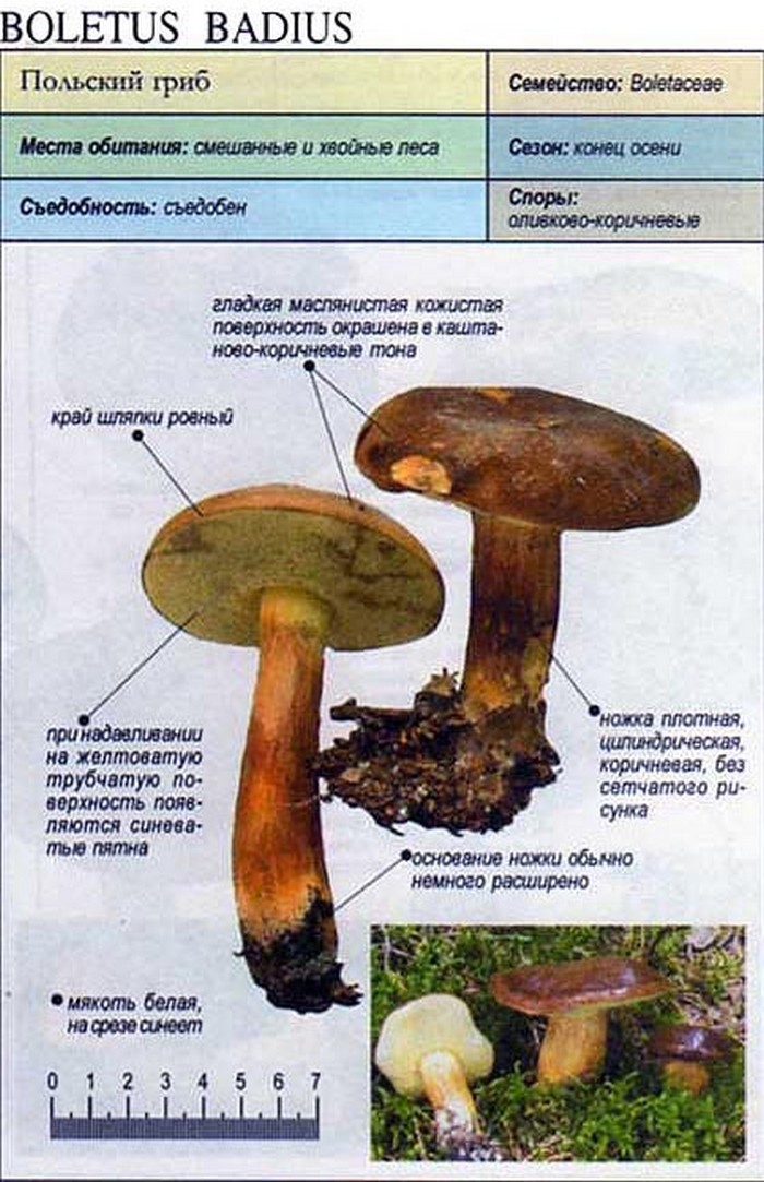 Польский Белый Фото