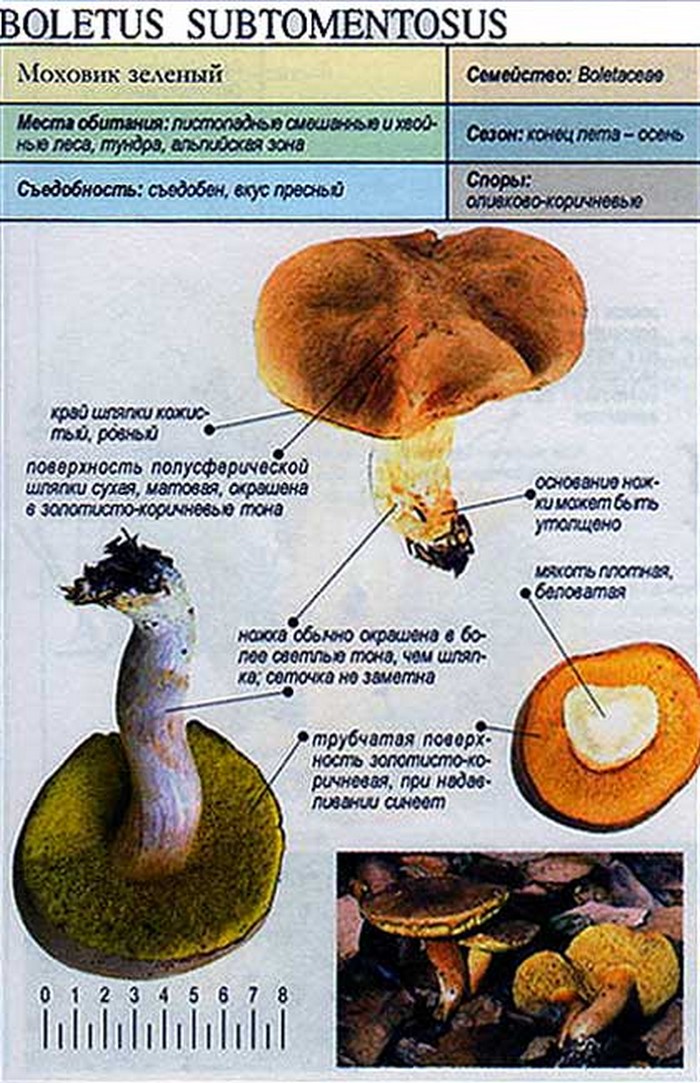 Моховик Трещиноватый Ложный Фото