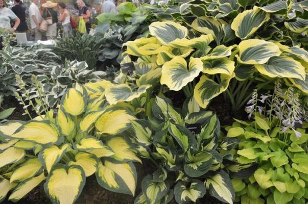 Хоста (35 фото): описание, виды и сорта, как и где выращивать