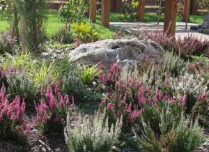 Вереск (45 фото): описание, посадка и уход за растнием