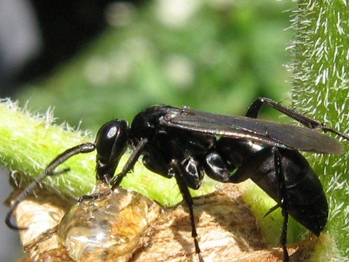 Черное насекомое похожее. Оса Ларра анафемская. Большая черная Оса. Чёрные осы насекомые. Черное летающее насекомое.