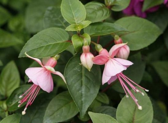 Фуксия гибридная Fuchsia hybrida