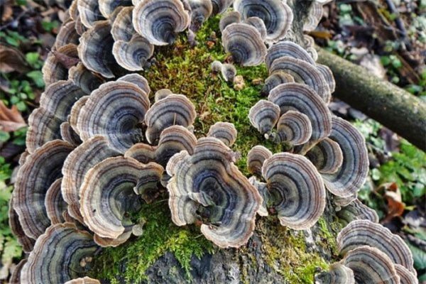 Грибы трутовики (33 фото): где растут, в чем их польза и вред