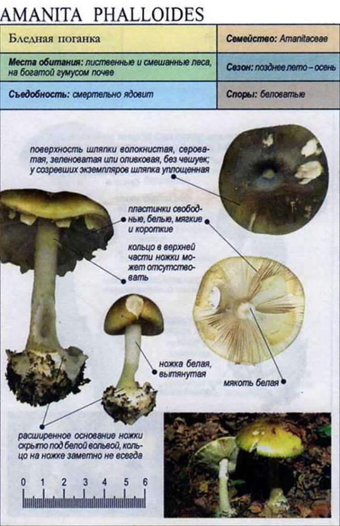 Как отличить поганку. Бледная поганка гриб и шампиньон. Бледная поганка строение гриба. Бледная поганка и белый гриб отличия. Различаются бледная поганка и шампиньон.