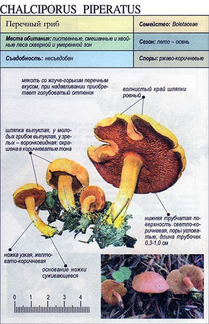 Гриб Моховик Фото Ядовитый